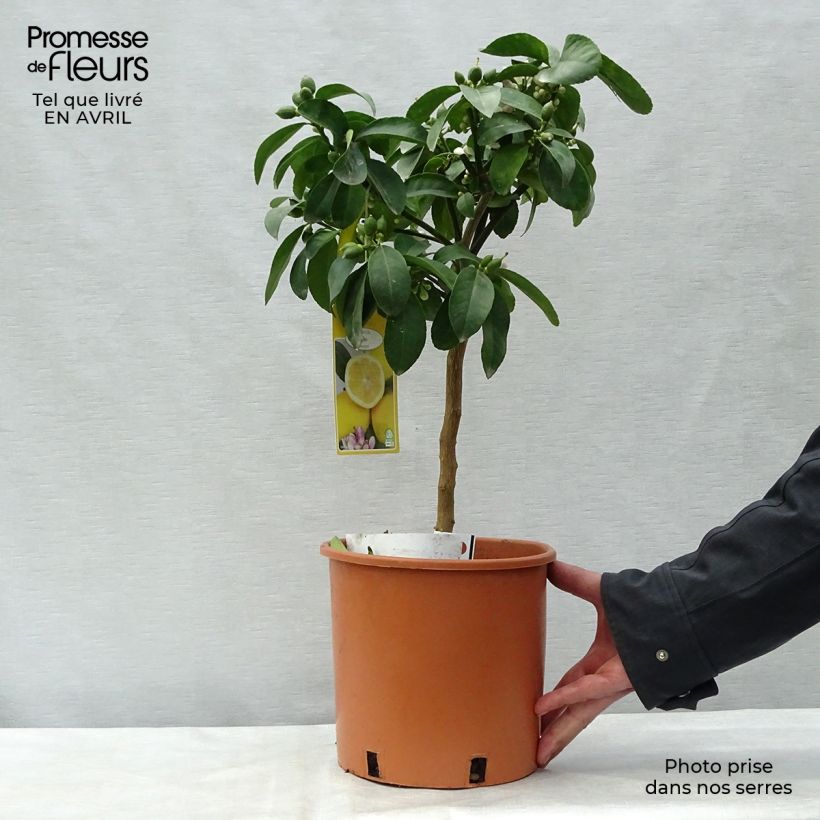 Meyer Lemon Tree - Citrus x meyeri 4L/5L pot, Quarter standard sample as delivered in spring