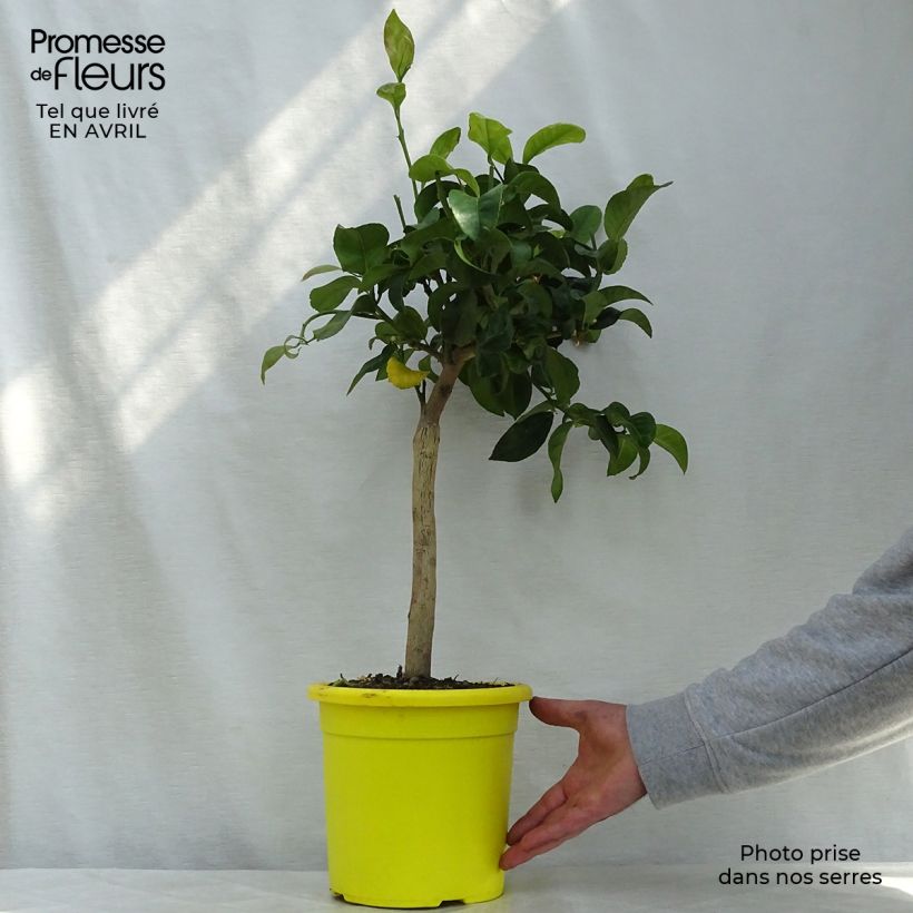 Citrus limon Femminello Siracusano - Lemon Tree 4L/5L pot, Quarter standard sample as delivered in spring