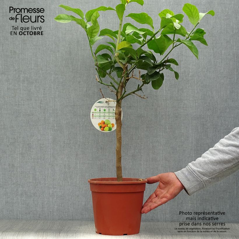 Citrus limon Femminello Siracusano - Lemon Tree 4L/5L pot, Quarter standard sample as delivered in autumn
