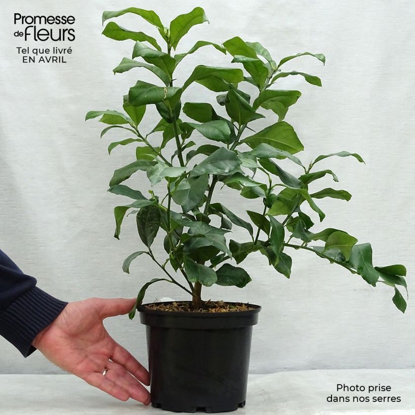 Four Seasons Lemon Tree - Citrus limon 2L/3L pot, Bush sample as delivered in spring