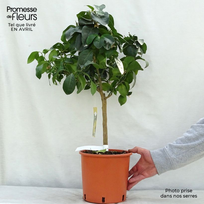 Four Seasons Lemon Tree - Citrus limon 4L/5L pot, Quarter standard sample as delivered in spring