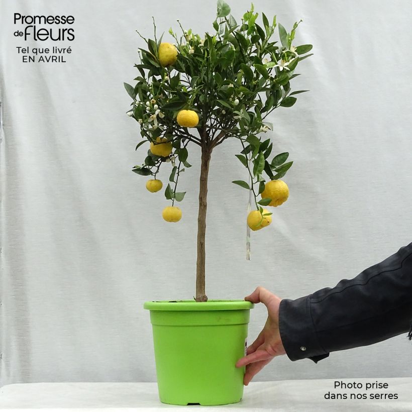 Citrus limetta Pursha - Sweet Lemon 4L/5L pot, Quarter standard sample as delivered in spring