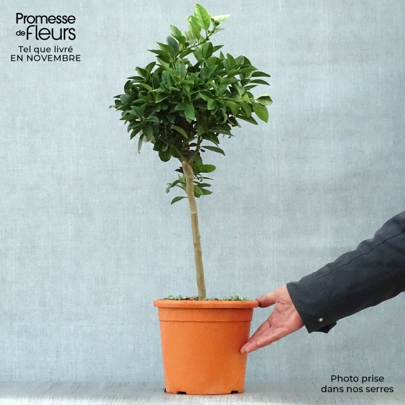 Citrus limetta Pursha - Sweet Lemon 4L/5L pot, Quarter standard sample as delivered in autumn