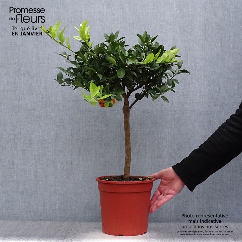 Citrus limetta Pursha - Sweet Lemon 4L/5L pot, Quarter standard sample as delivered in winter