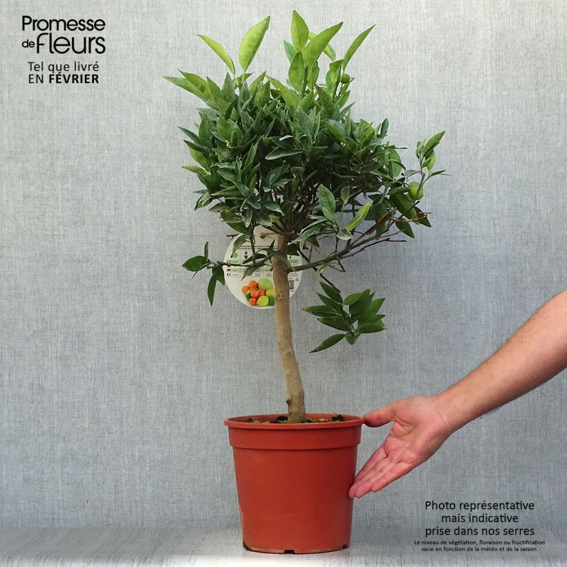 Kumquatine - Citrus Kucle 4L/5L pot, Quarter standard sample as delivered in autumn