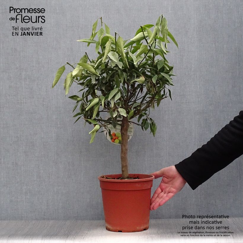 Kumquatine - Citrus Kucle 4L/5L pot, Quarter standard sample as delivered in winter