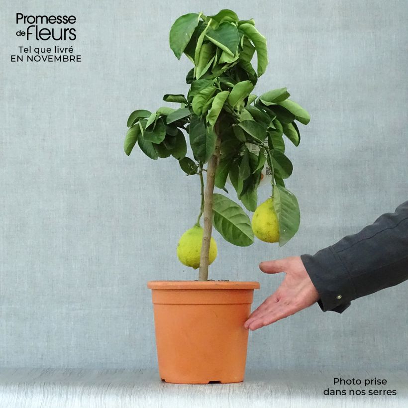 Citrus Lipo - Hybrid Citrus 4L/5L pot, Quarter standard sample as delivered in autumn
