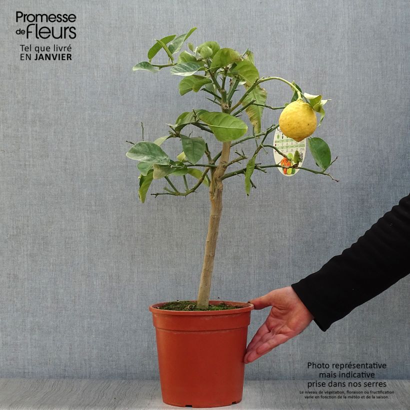 Citrus Lipo - Hybrid Citrus 4L/5L pot, Quarter standard sample as delivered in winter
