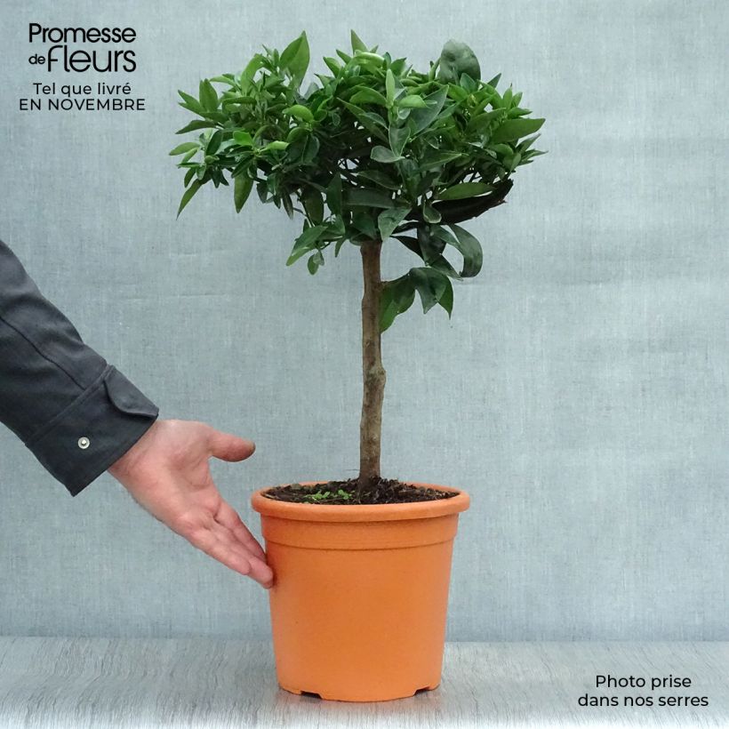 Clementine Tree - Citrus clementina 4L/5L pot, Quarter standard sample as delivered in autumn