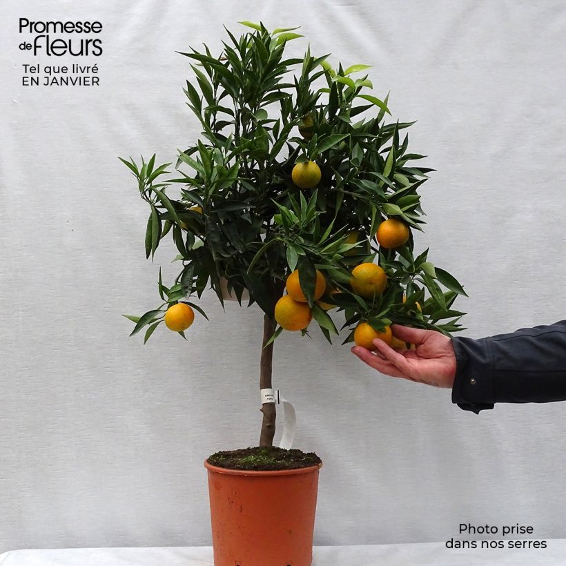 Clementine Tree - Citrus clementina 4L/5L pot, Quarter standard sample as delivered in winter