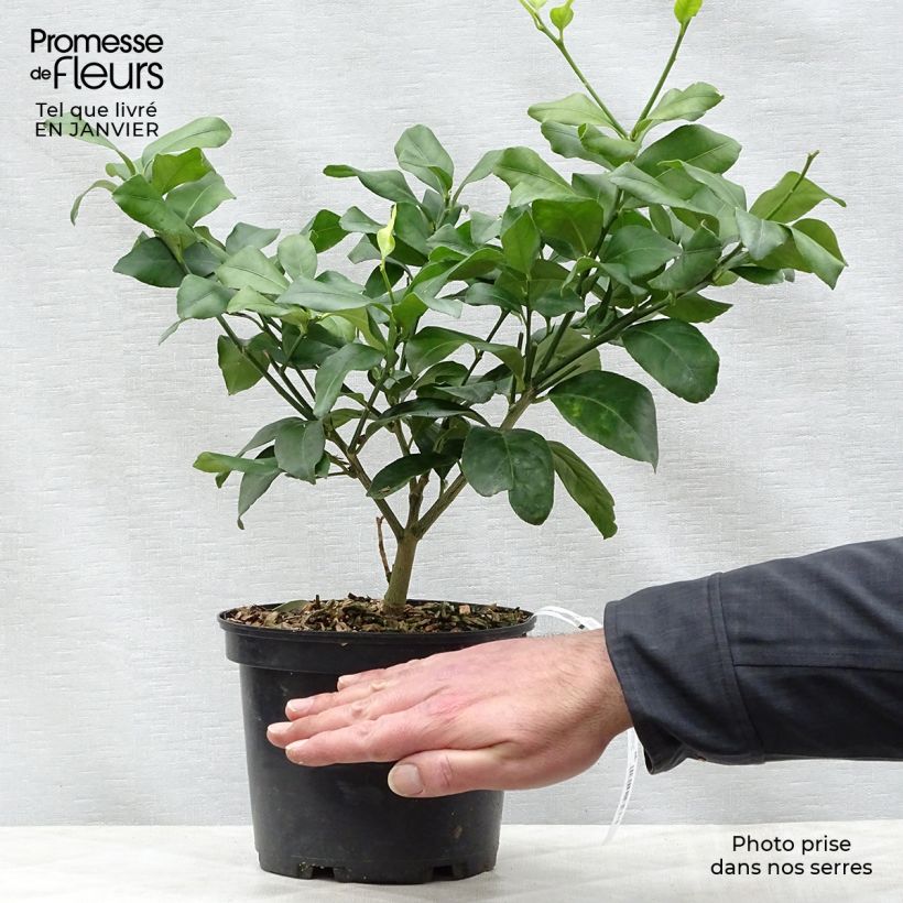 Four Seasons Lemon Tree - Citrus limon 2L/3L pot, Bush sample as delivered in winter