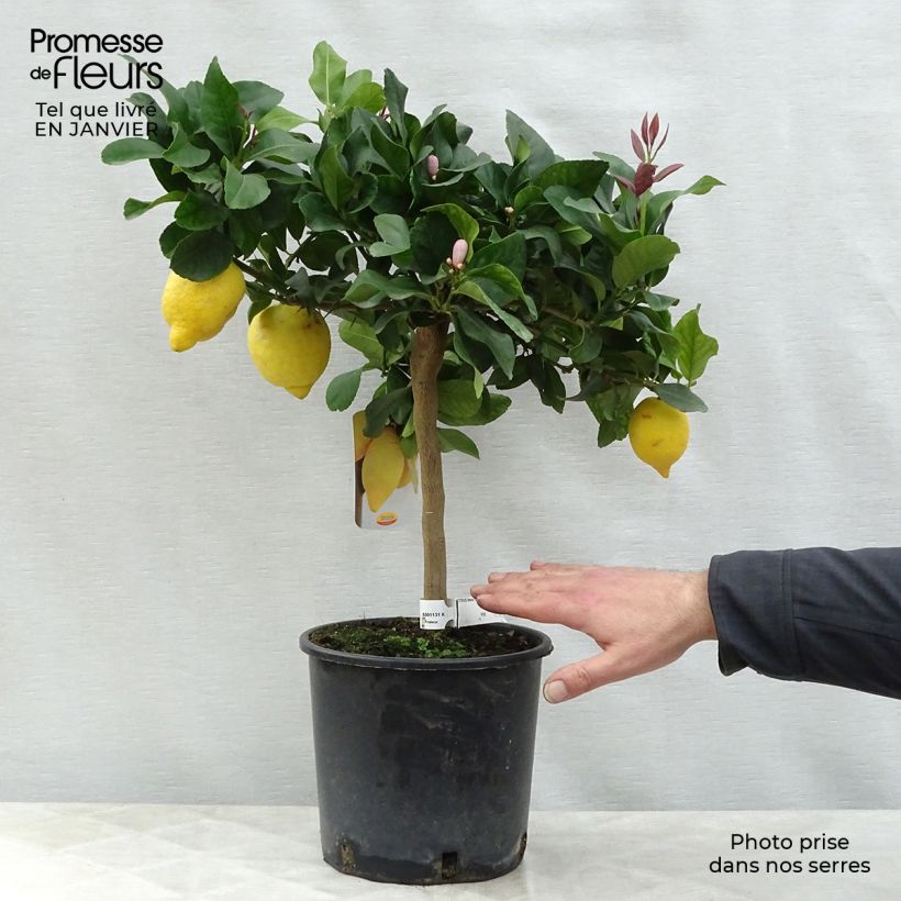 Four Seasons Lemon Tree - Citrus limon 4L/5L pot, Quarter standard sample as delivered in winter