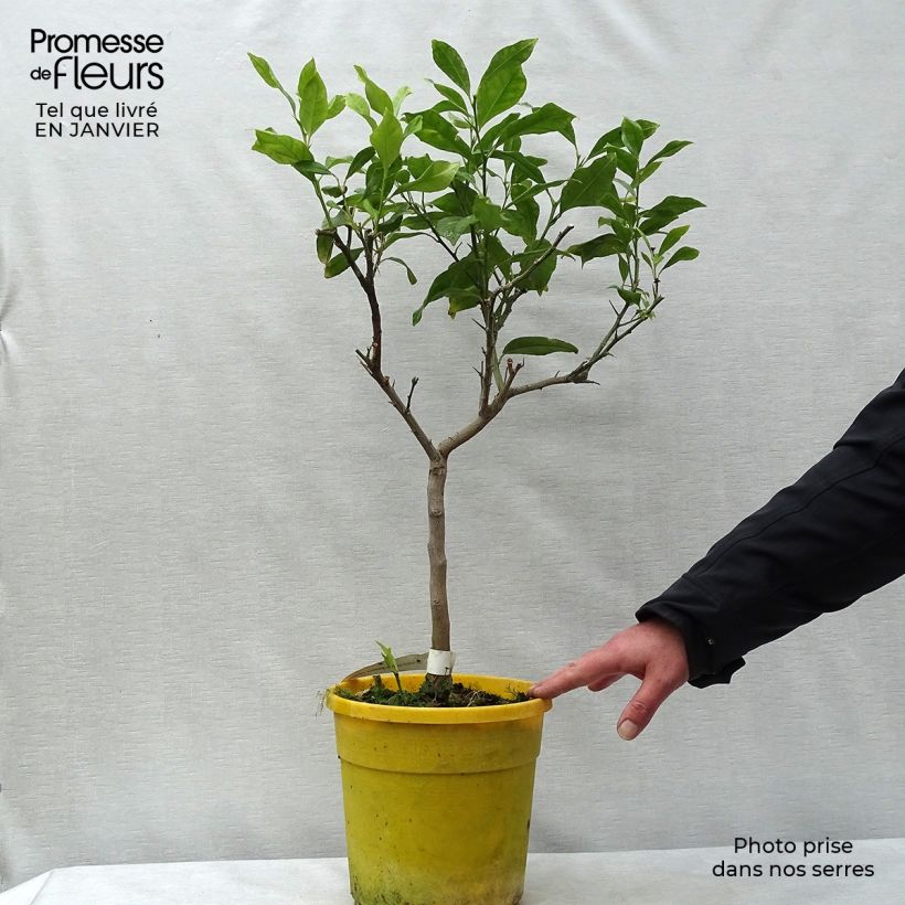 Citrus Pigmentata - Red Lemon 4L/5L pot, Quarter standard sample as delivered in winter