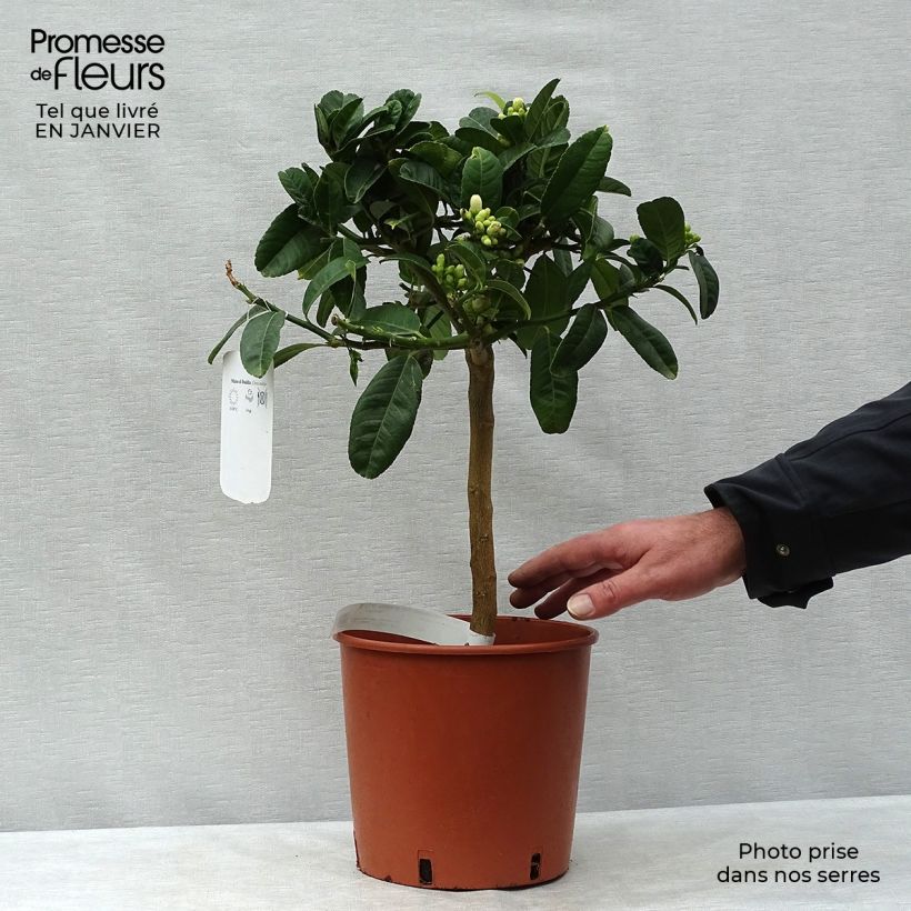 Buddha's Hand - Citrus medica var. sarcodactylis 4L/5L pot, Quarter standard sample as delivered in winter