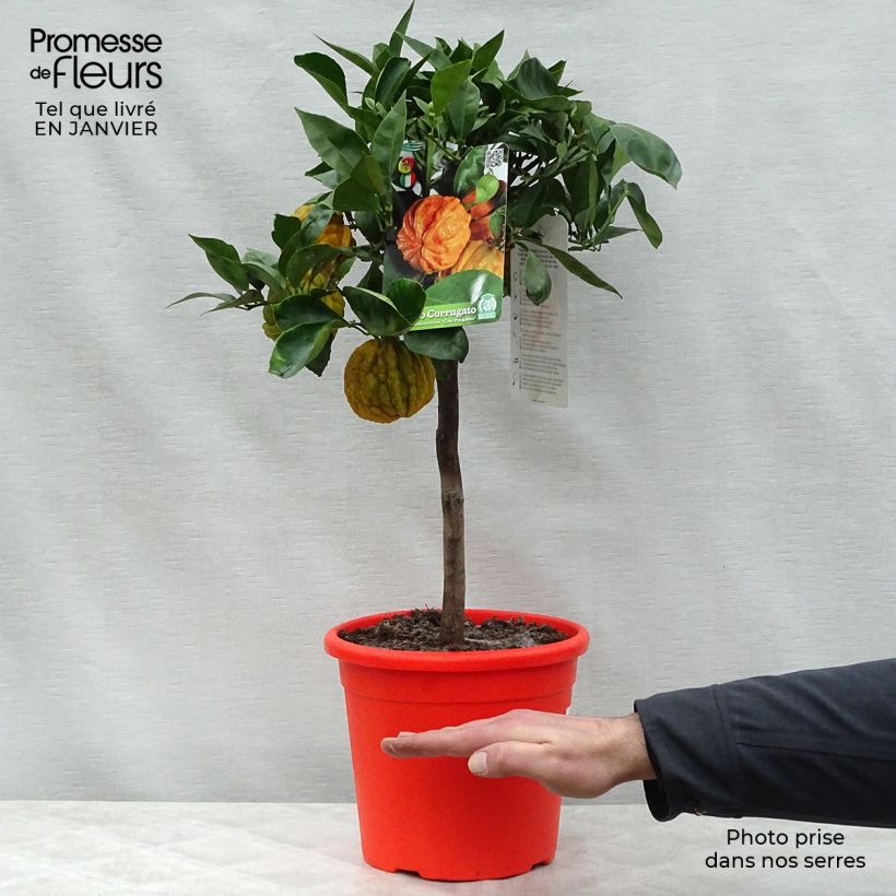 Citrus Corrugata - Bitter Orange 4L/5L pot, Quarter standard sample as delivered in winter