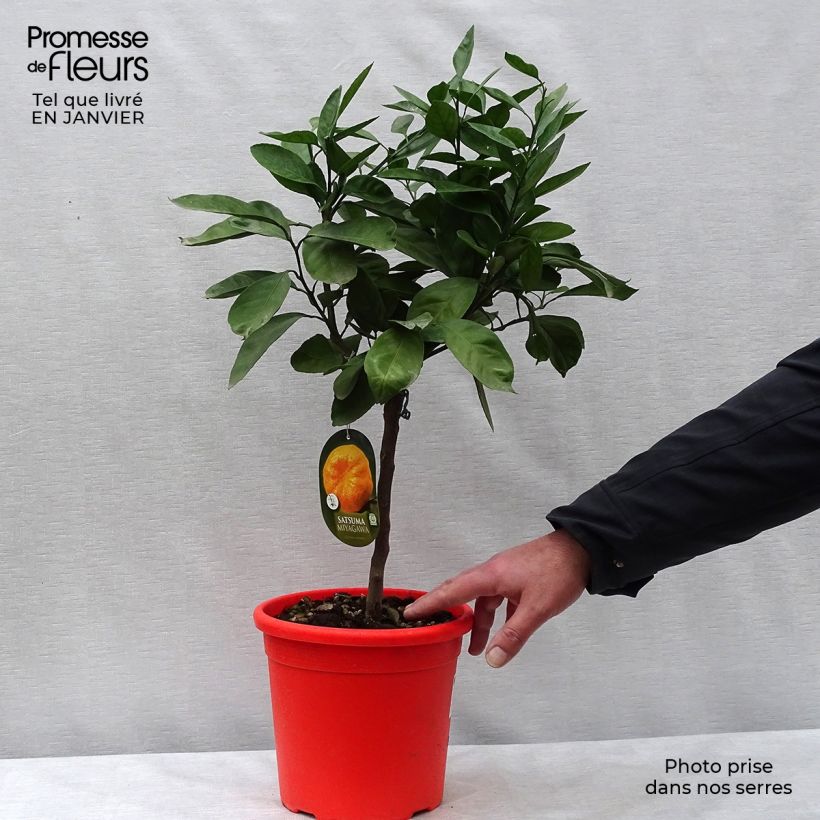 Satsuma Mandarin Tree - Citrus unshiu 4L/5L pot, Quarter standard sample as delivered in winter