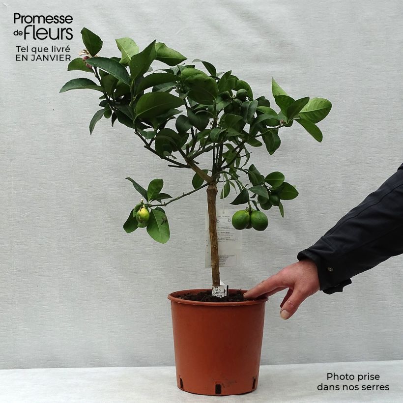 Meyer Lemon Tree - Citrus x meyeri 4L/5L pot, Quarter standard sample as delivered in winter