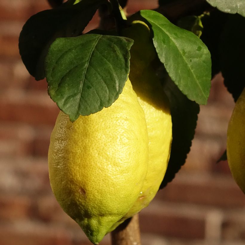 Four Seasons Lemon Tree - Citrus limon (Flowering)