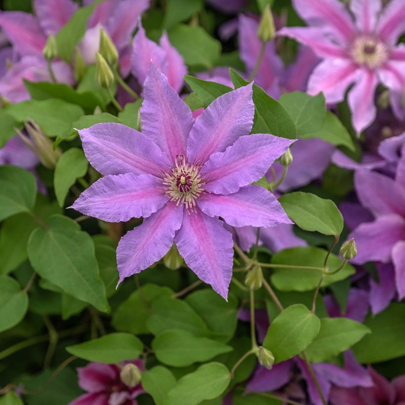 Clematis Tumaini  (Flowering)