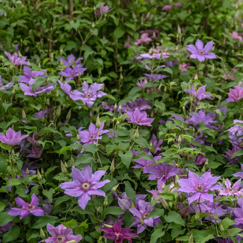 Clematis Tumaini  (Plant habit)