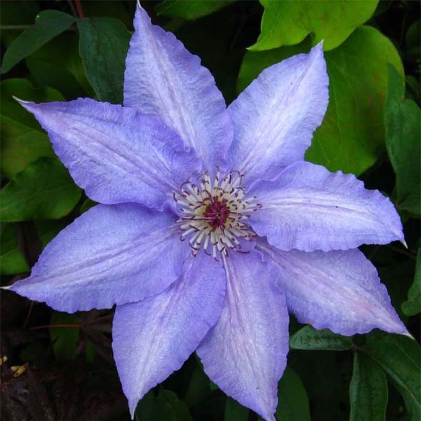 Clematis Alice Fisk (Flowering)