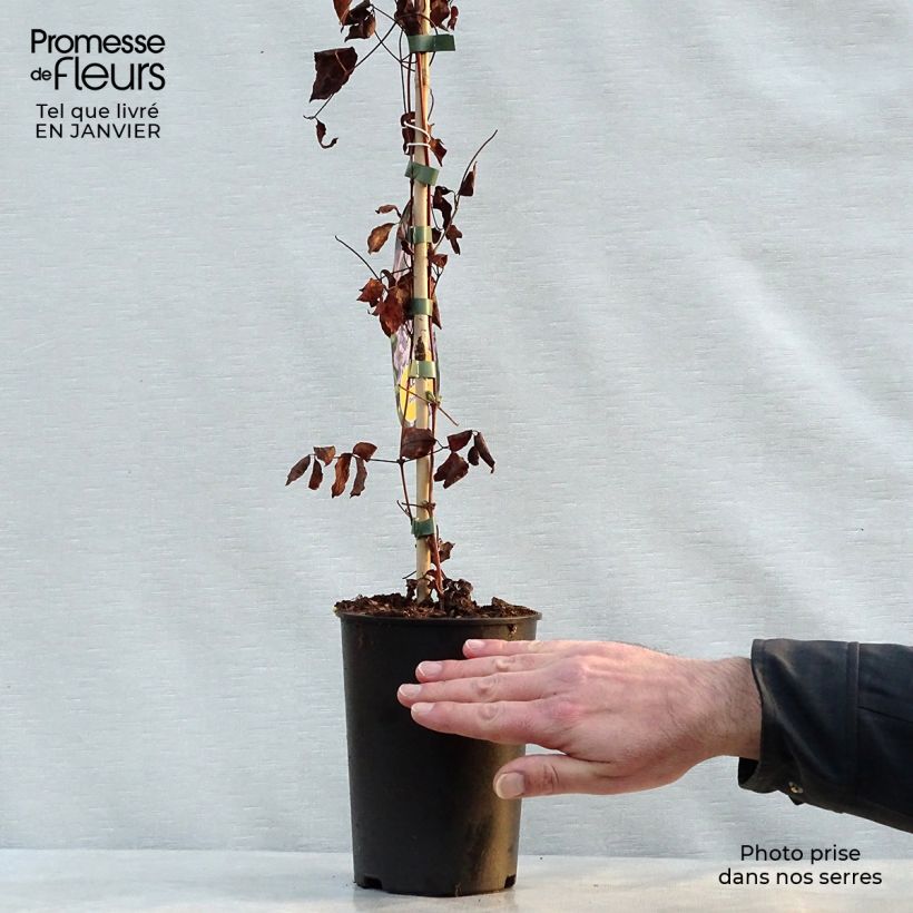 Clematis x viticella Prince Charles 2L/3L pot sample as delivered in winter