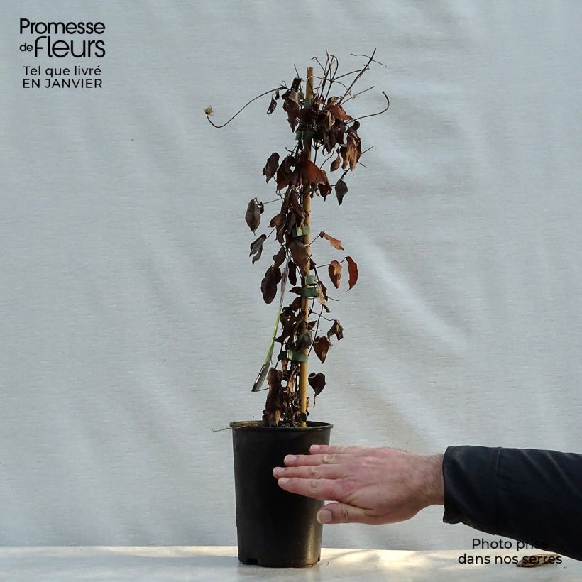 Clematis x jackmanii Warszawska Nike 2L/3L pot sample as delivered in winter