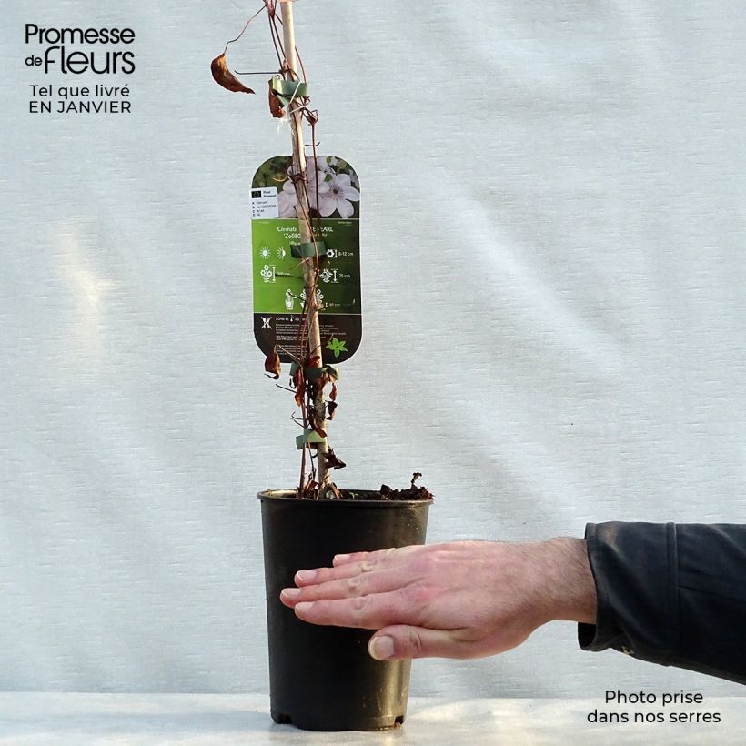 Clematis x patens White Pearl  2L/3L pot sample as delivered in winter