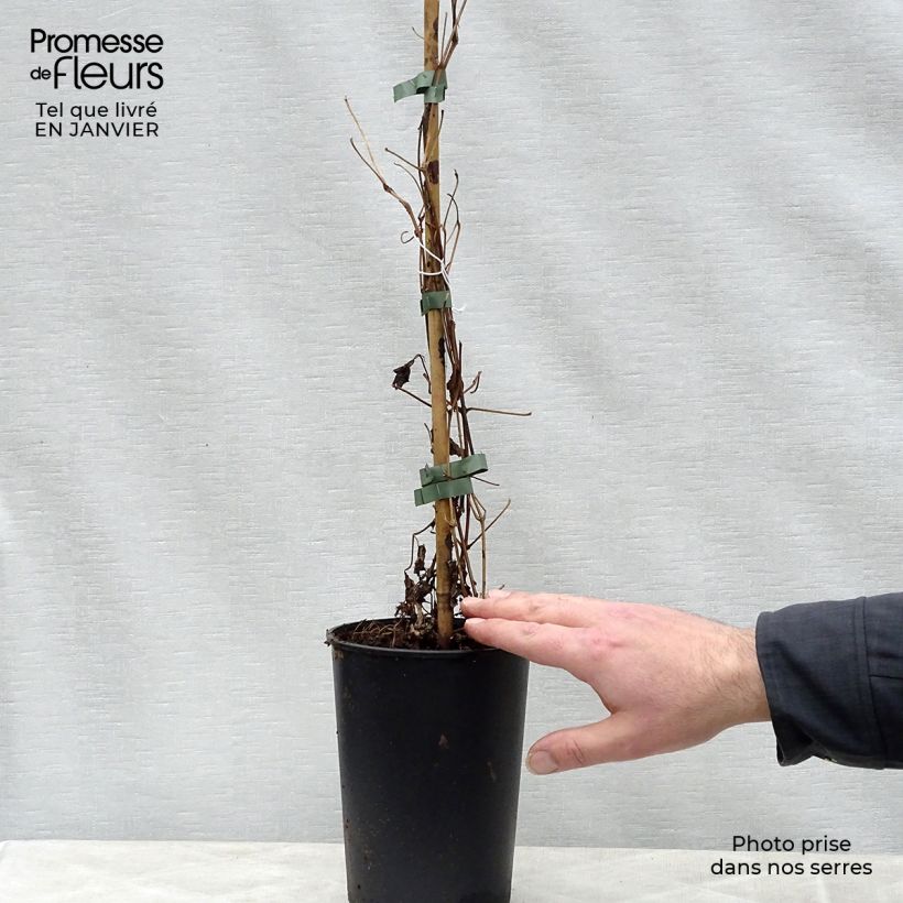 Clematis fargesii Summersnow 2L/3L pot sample as delivered in winter