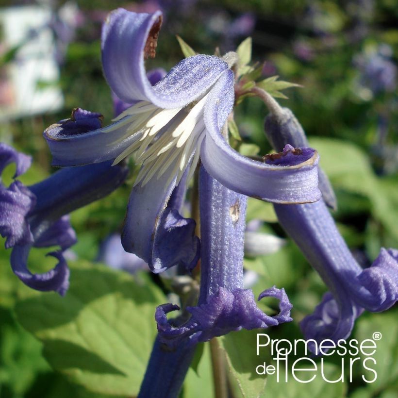 Clematis heracleifolia Cote dAzur (Flowering)