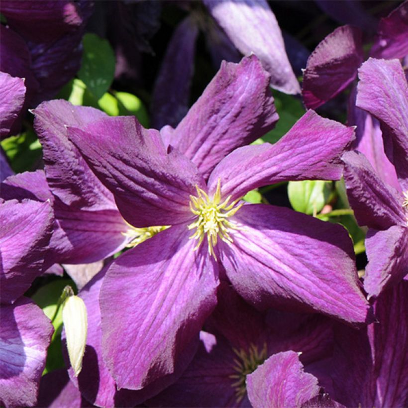 Clematis Jackmanii Purpurea (Flowering)