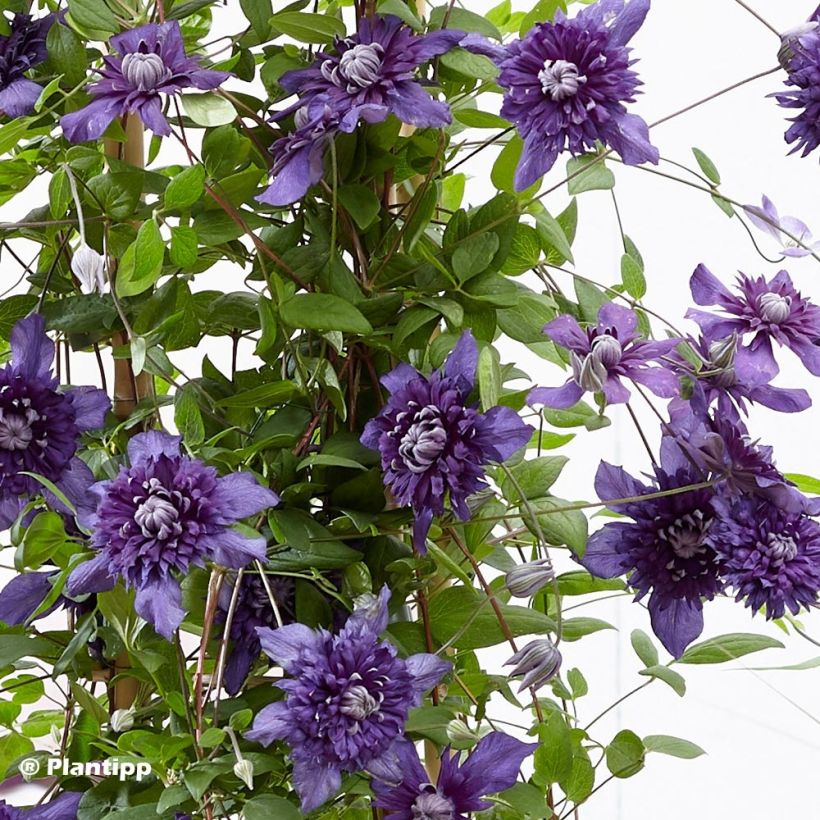Clematis Kokonoe (Foliage)