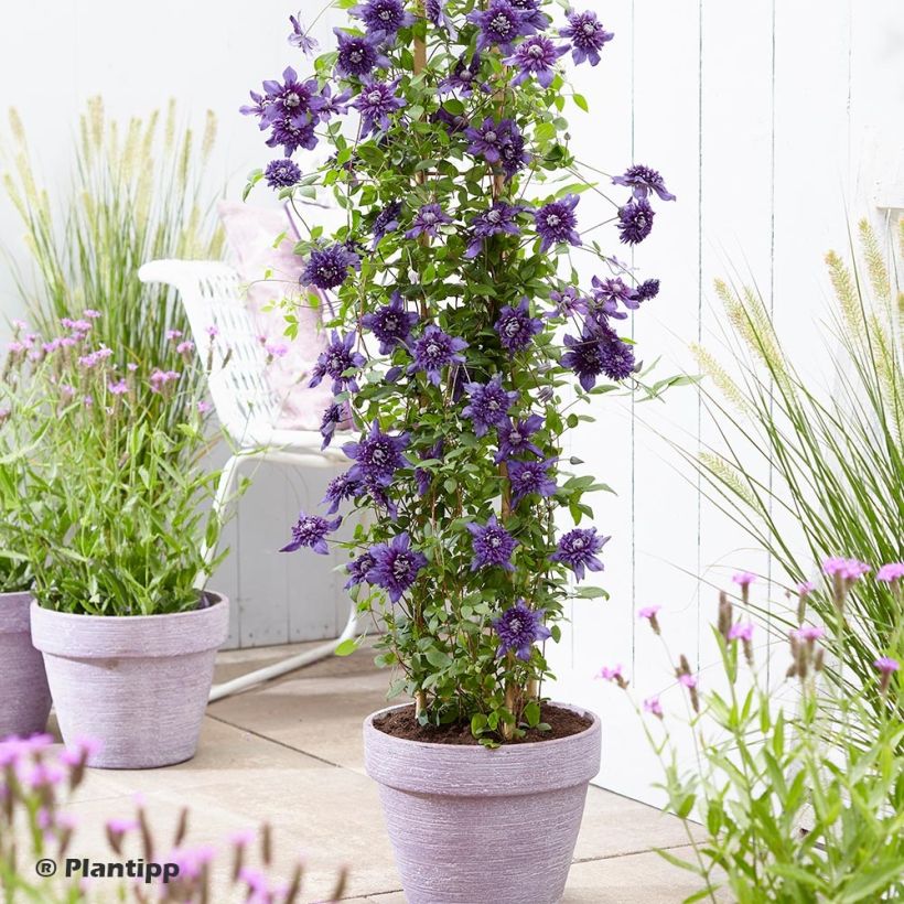 Clematis Kokonoe (Plant habit)