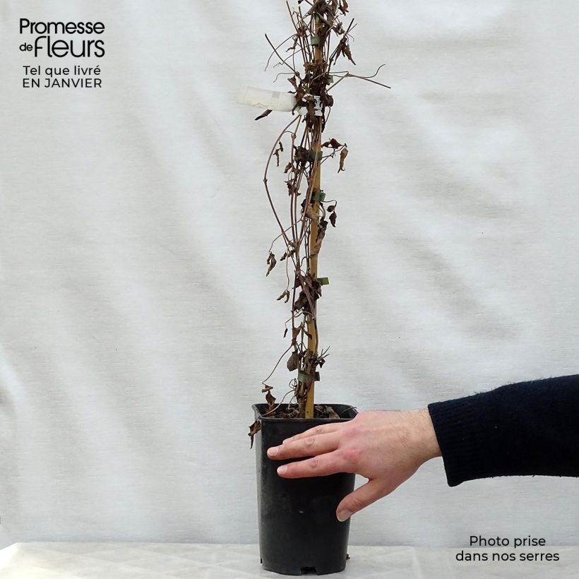 Clematis montana Broughton star 2L/3L pot sample as delivered in winter