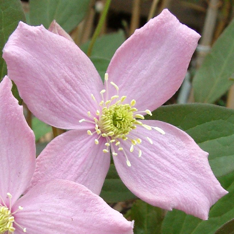 Clematis montana Fragrant Spring - Anemone Clematis (Flowering)