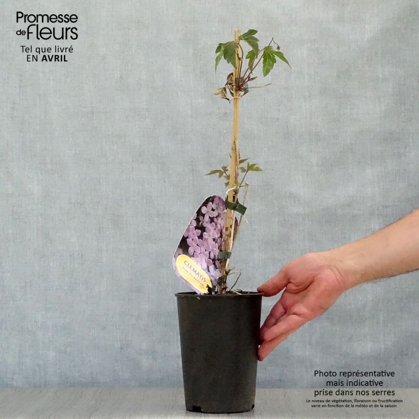 Clematis montana var. rubens Pink Perfection 1.5L/2L pot sample as delivered in spring