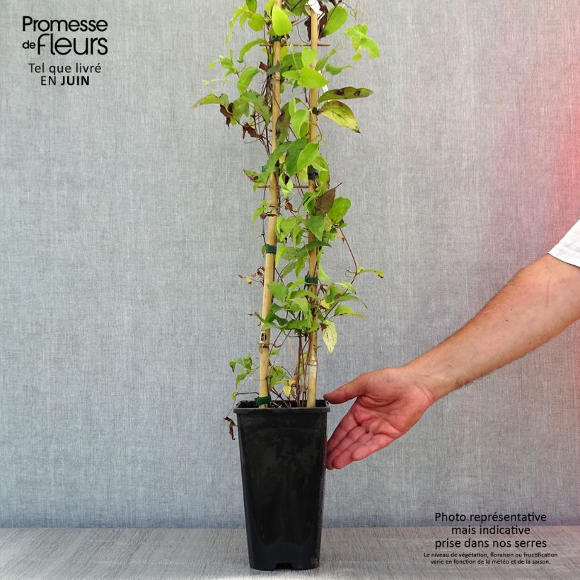 Clematis Bees' Jubilee 2L/3L pot sample as delivered in spring