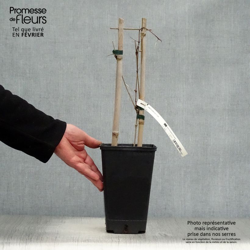 Clematis Black Tea 1.5L/2L pot sample as delivered in winter