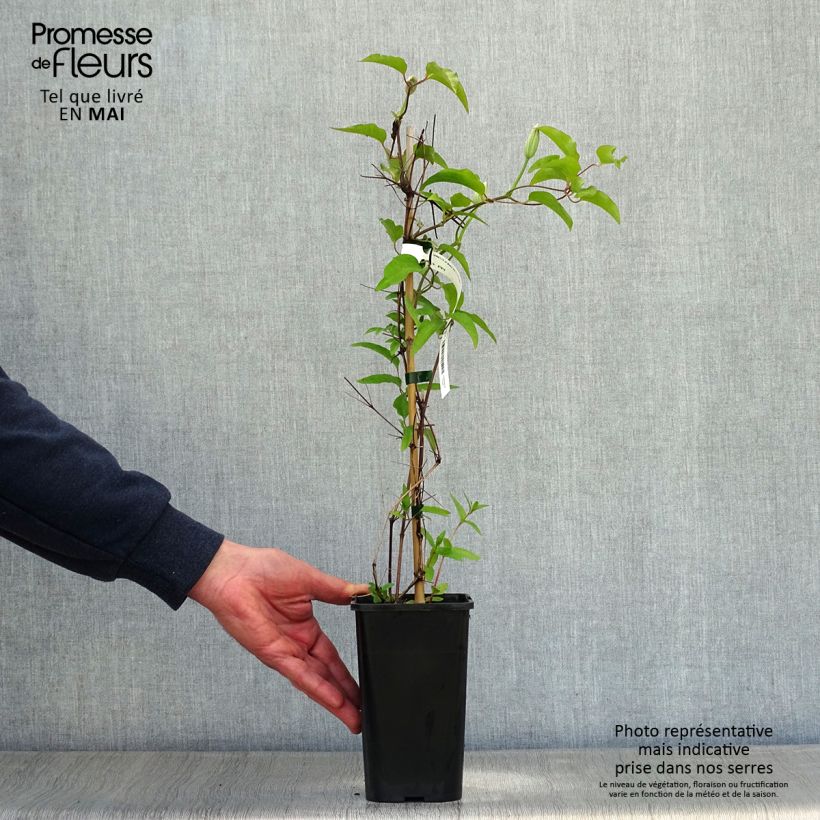 Clematis Black Tea 1.5L/2L pot sample as delivered in spring