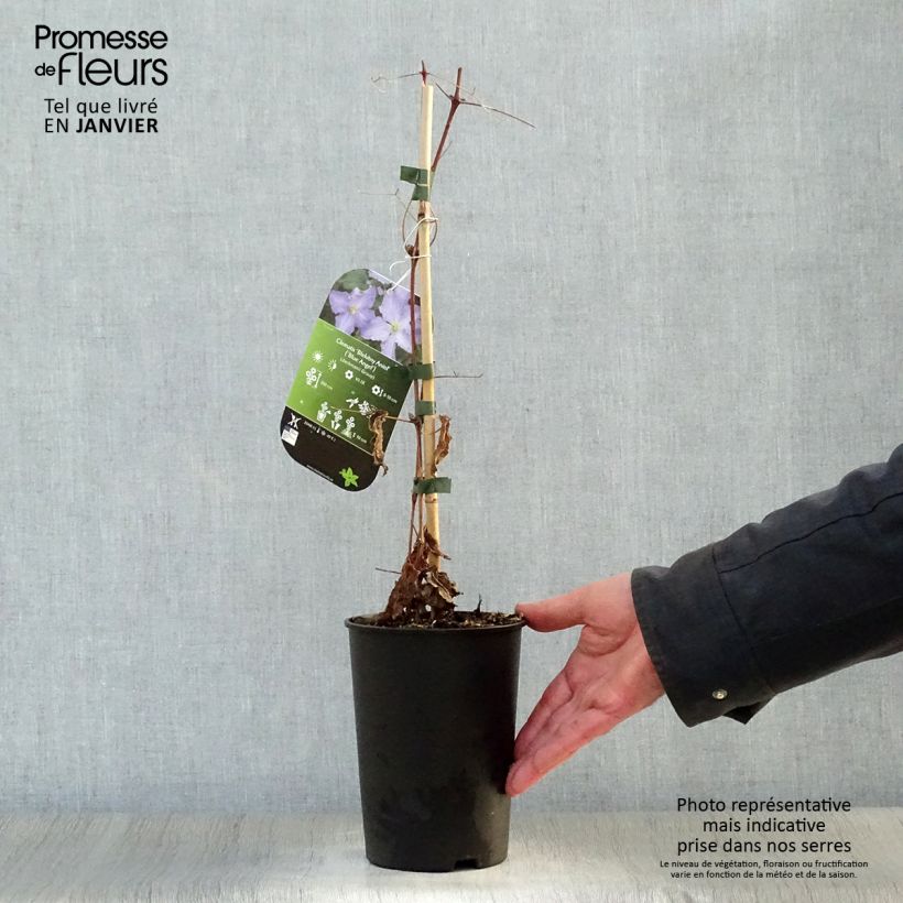 Clematis Blekitny Aniol 1.5L/2L pot sample as delivered in winter