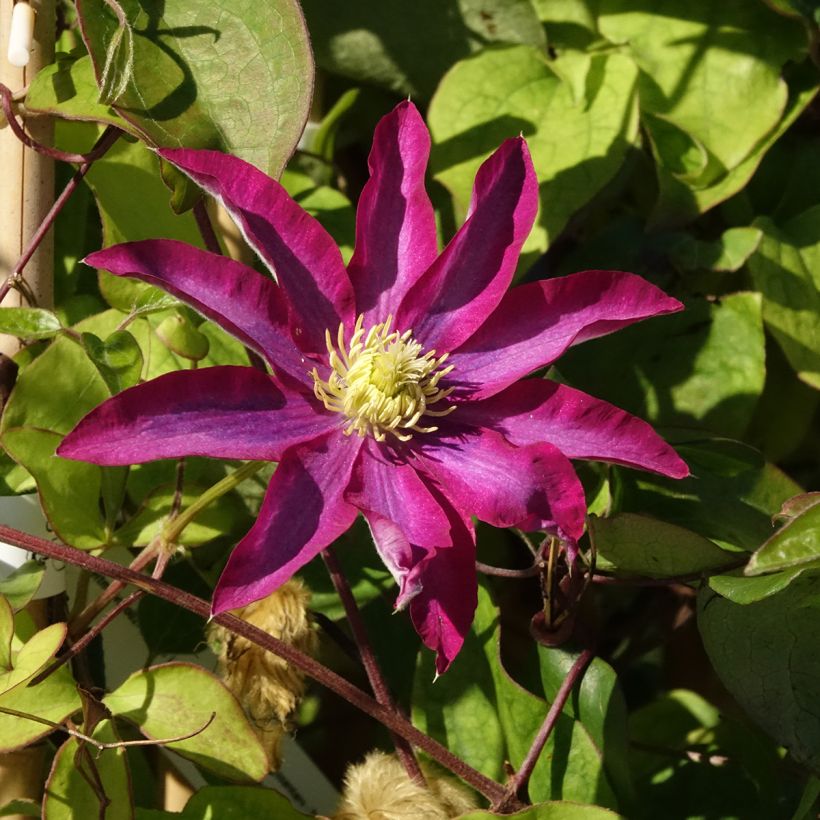 Clematis patens Abilène - Early Large-flowered Clematis (Flowering)