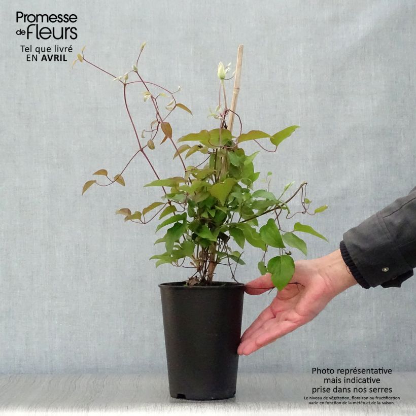 Clematis  Alice Fisk 2L/3L pot sample as delivered in spring