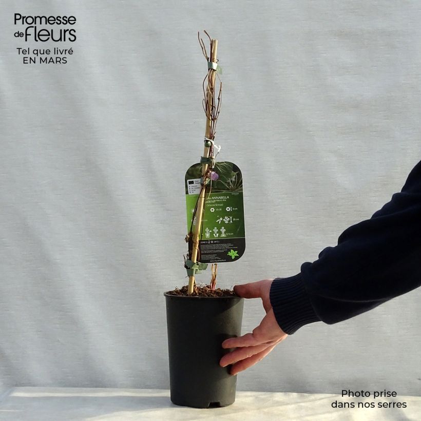 Clematis x viorna Annabella (Zo08169 PBRaf) 2L/3L pot sample as delivered in spring