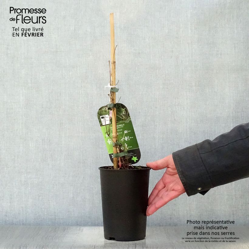 Clematis x viorna Annabella (Zo08169 PBRaf) 2L/3L pot sample as delivered in winter