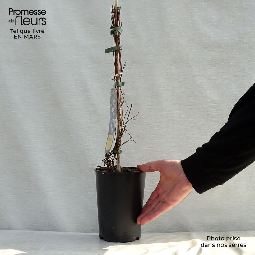 Clematis diversifolia Arabella 1.5L/2L pot sample as delivered in spring