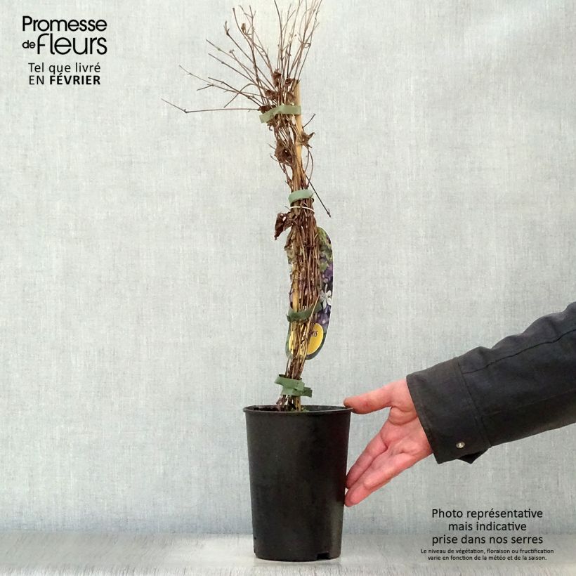 Clematis diversifolia Arabella 1.5L/2L pot sample as delivered in winter