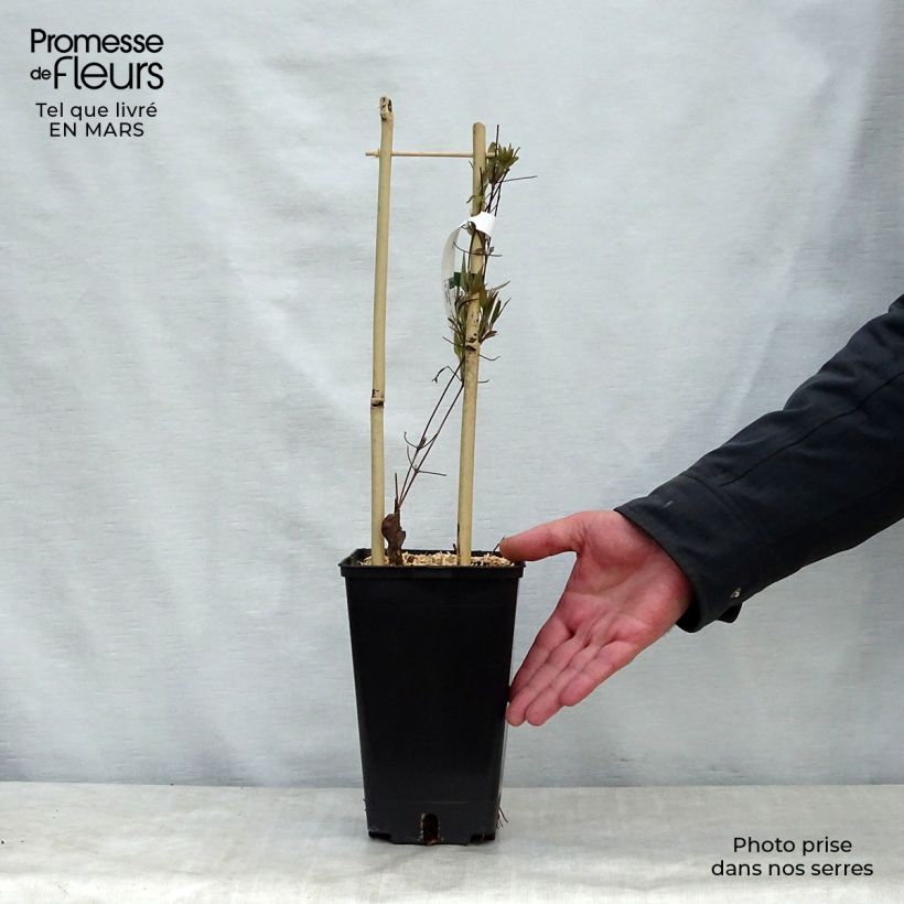 Clematis Asao 2L/3L pot sample as delivered in spring