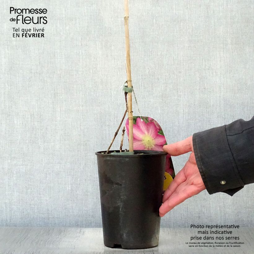 Clematis Asao 2L/3L pot sample as delivered in winter