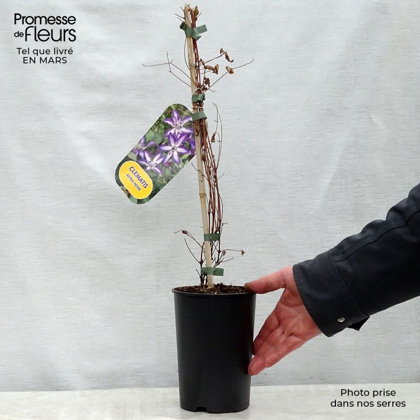 Clematis viticella Astra nova 2L/3L pot sample as delivered in spring