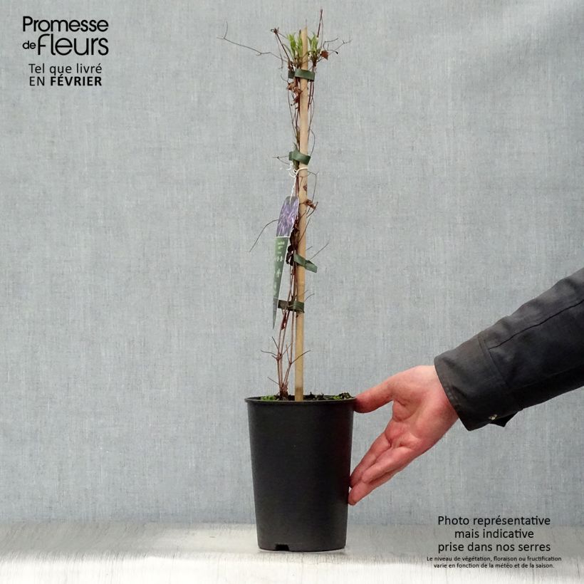 Clematis viticella Astra nova 2L/3L pot sample as delivered in winter